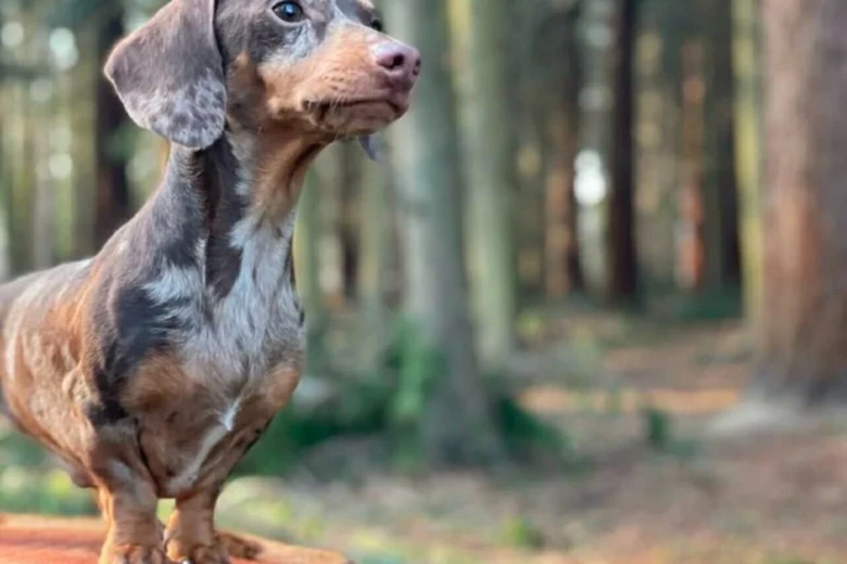 Dachshund (Miniature Smooth Haired)