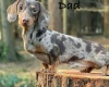 Dachshund (Miniature Smooth Haired)