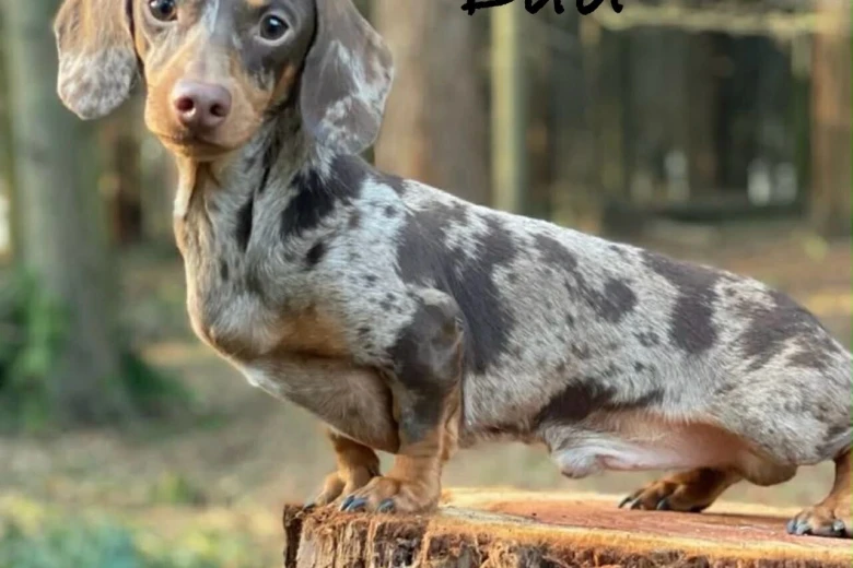 Dachshund (Miniature Smooth Haired)