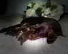 Dachshund (Miniature Smooth Haired)