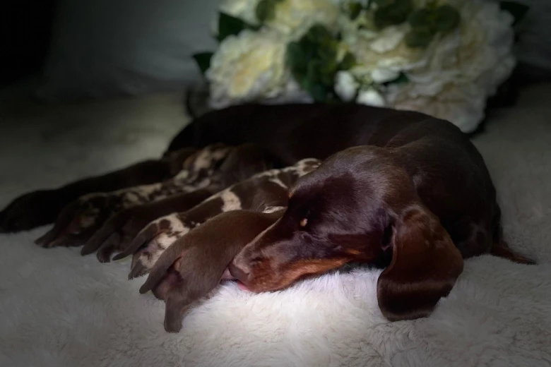 Dachshund (Miniature Smooth Haired)