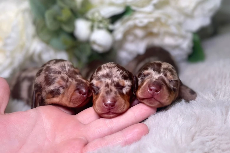 Dachshund (Miniature Smooth Haired)