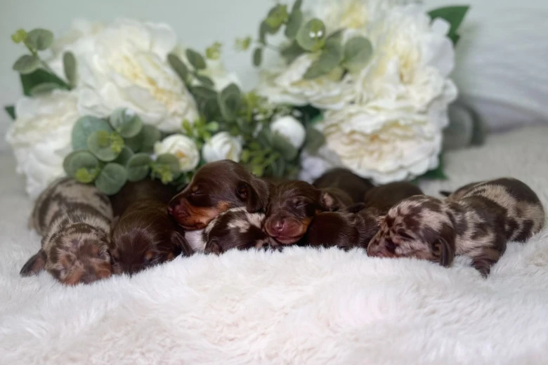 Dachshund (Miniature Smooth Haired)