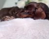 Dachshund (Miniature Smooth Haired)