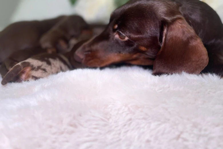 Dachshund (Miniature Smooth Haired)