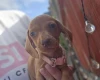 Dachshund (Miniature Smooth Haired)