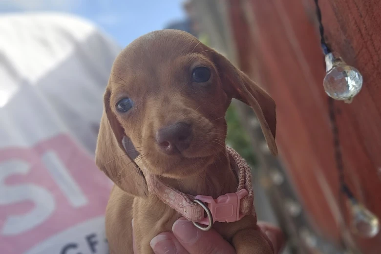 Dachshund (Miniature Smooth Haired)