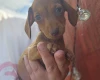 Dachshund (Miniature Smooth Haired)