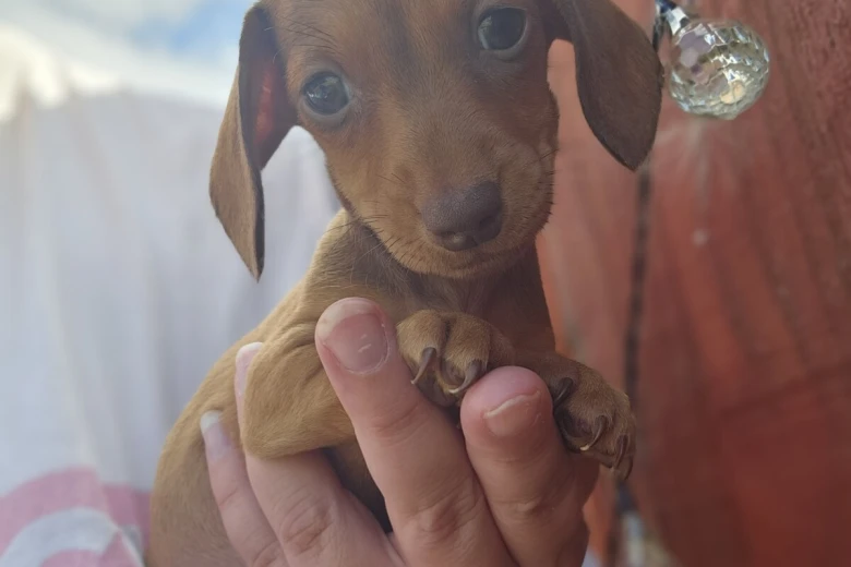 Dachshund (Miniature Smooth Haired)