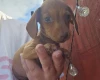 Dachshund (Miniature Smooth Haired)