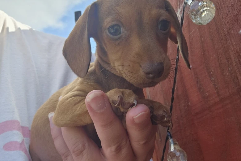 Dachshund (Miniature Smooth Haired)