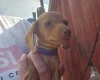 Dachshund (Miniature Smooth Haired)