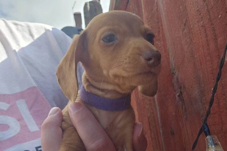 Dachshund (Miniature Smooth Haired)