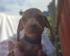 Dachshund (Miniature Smooth Haired)