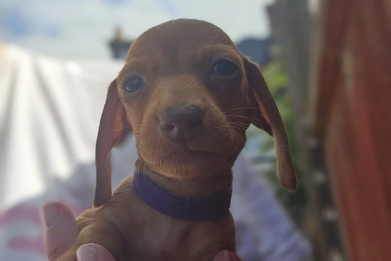 Dachshund (Miniature Smooth Haired)