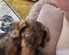 Dachshund (Miniature Smooth Haired)