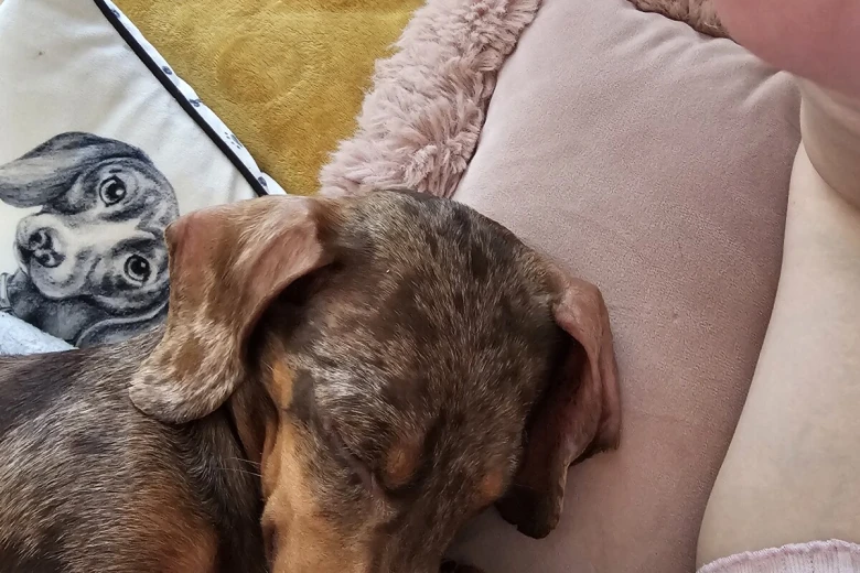Dachshund (Miniature Smooth Haired)