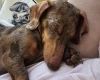 Dachshund (Miniature Smooth Haired)