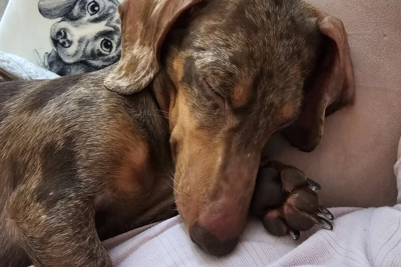 Dachshund (Miniature Smooth Haired)
