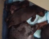 Dachshund (Miniature Smooth Haired)