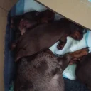 Dachshund (Miniature Smooth Haired)