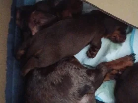 Dachshund (Miniature Smooth Haired)