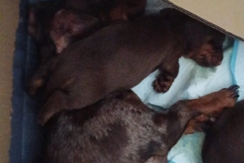 Dachshund (Miniature Smooth Haired)