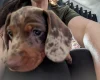 Dachshund (Miniature Smooth Haired)