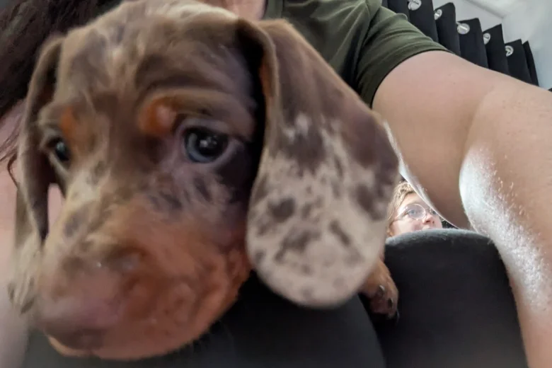 Dachshund (Miniature Smooth Haired)