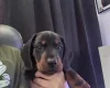 Dachshund (Miniature Smooth Haired)