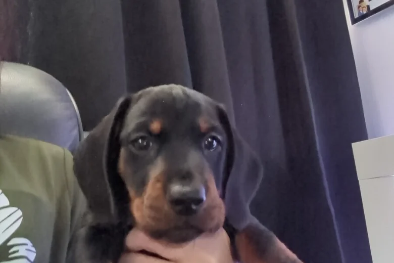 Dachshund (Miniature Smooth Haired)