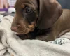 Dachshund (Miniature Smooth Haired)