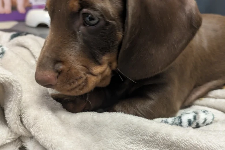 Dachshund (Miniature Smooth Haired)