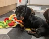 Dachshund (Miniature Smooth Haired)