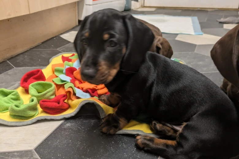 Dachshund (Miniature Smooth Haired)
