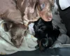 Dachshund (Miniature Smooth Haired)