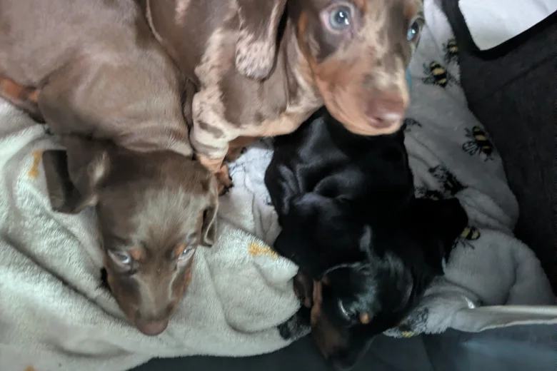 Dachshund (Miniature Smooth Haired)