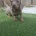 Dachshund (Miniature Smooth Haired)