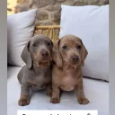 Dachshund (Miniature Smooth Haired)
