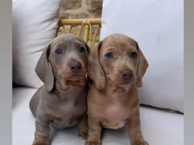 Dachshund (Miniature Smooth Haired)