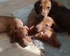 Dachshund (Miniature Smooth Haired)