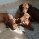 Dachshund (Miniature Smooth Haired)
