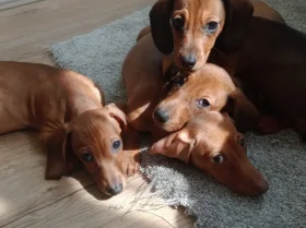 Dachshund (Miniature Smooth Haired)