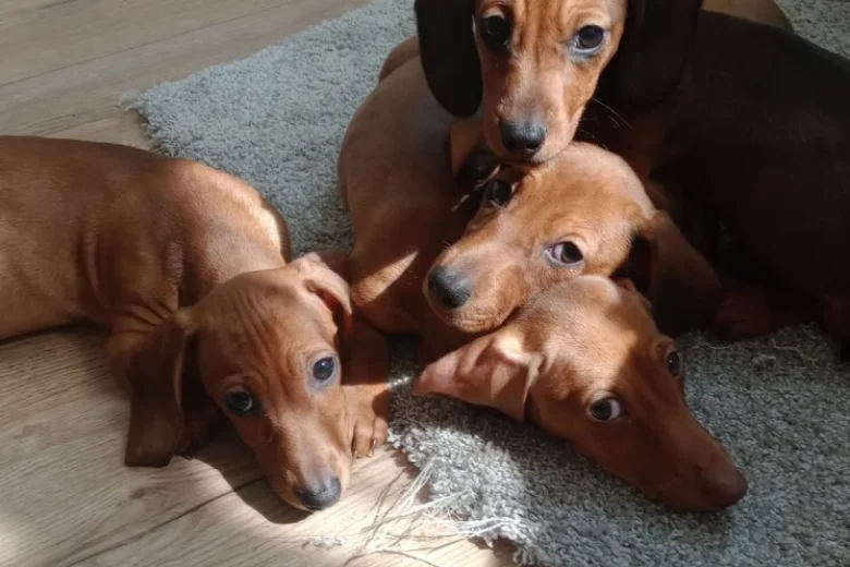 Dachshund (Miniature Smooth Haired)