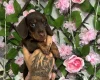 Dachshund (Miniature Smooth Haired)