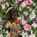 Dachshund (Miniature Smooth Haired)