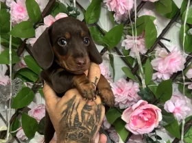 Dachshund (Miniature Smooth Haired)