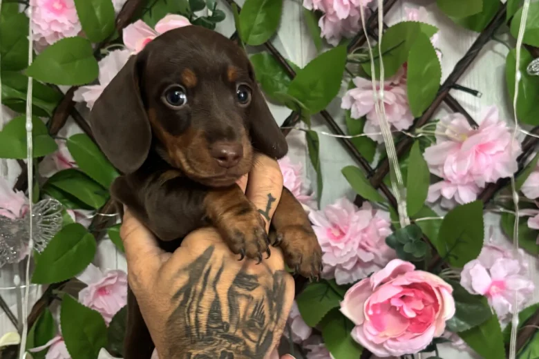 Dachshund (Miniature Smooth Haired)