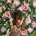 Dachshund (Miniature Smooth Haired)