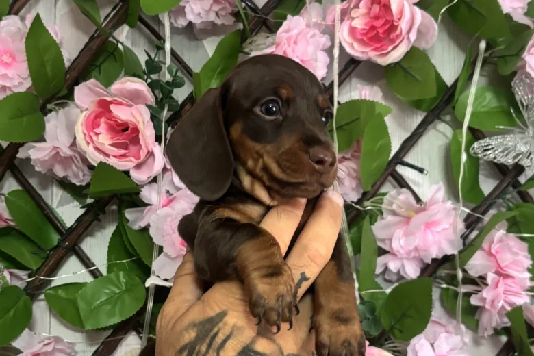 Dachshund (Miniature Smooth Haired)